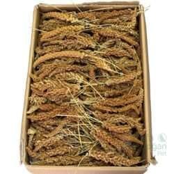 Orta ve Küçük Boy Tilki Kuyruk Kızıl Dal Darı, doğal görünümü ve canlı rengi ile dikkat çekiyor.