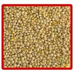 Alternative view of Yeni Mahsül Tanoğlu Ak Darı