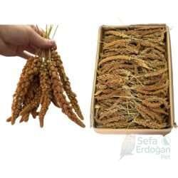 Kızıl dal darı, orta ve küçük boy tilki kuyruğu formunda, doğal görünümüyle dikkat çekiyor.