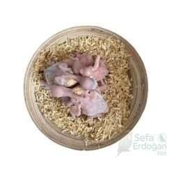 Chipsi Small Boy Yuvalık Cipsi, doğal malzemelerden üretilmiş, küçük boyutlarıyla ideal bir atıştırmalık.