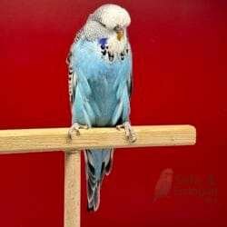 Show Jumbo Muhabbet Kuşu Normal Mavi Dişi Yavru - 2026