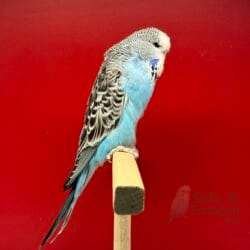 Alternative view of Show Jumbo Muhabbet Kuşu Normal Mavi Dişi Yavru - 2026