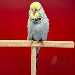 Show Jumbo Muhabbet Kuşu Opal Sarı Yüz   Erkek Yavru - 2026