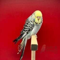 Alternative view of Show Jumbo Muhabbet Kuşu Opal Sarı Yüz   Erkek Yavru - 2026