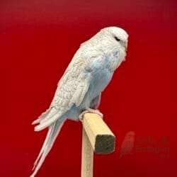 Alternative view of Show Jumbo Muhabbet Kuşu Mavi Spangle Dişi Yavru - 2026