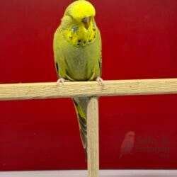 Show Jumbo Muhabbet Kuşu Tarçın Gri Yeşil Dişi Yavru - 2026