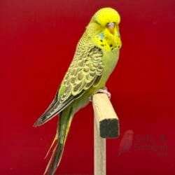 Alternative view of Show Jumbo Muhabbet Kuşu Tarçın Gri Yeşil Dişi Yavru - 2026