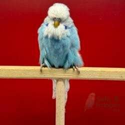 Show Jumbo Muhabbet Kuşu Mavi Spangle Yavru Dişi - 2026