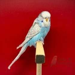 Alternative view of Show Jumbo Muhabbet Kuşu Mavi Spangle Yavru Dişi - 2026