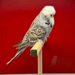 Alternative view of Show Jumbo Muhabbet Kuşu Tarçın Gri Damızlık Erkek - 2023