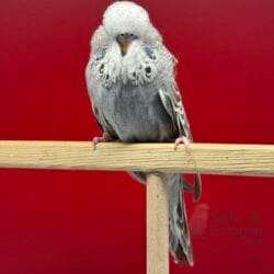 Show Jumbo Muhabbet Kuşu Tarçın Gri Dişi Yavru - 2026