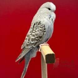 Alternative view of Show Jumbo Muhabbet Kuşu Tarçın Gri Dişi Yavru - 2026