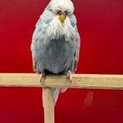 Show Jumbo Muhabbet Kuşu Gri Spangle Erkek Yavru - 2026