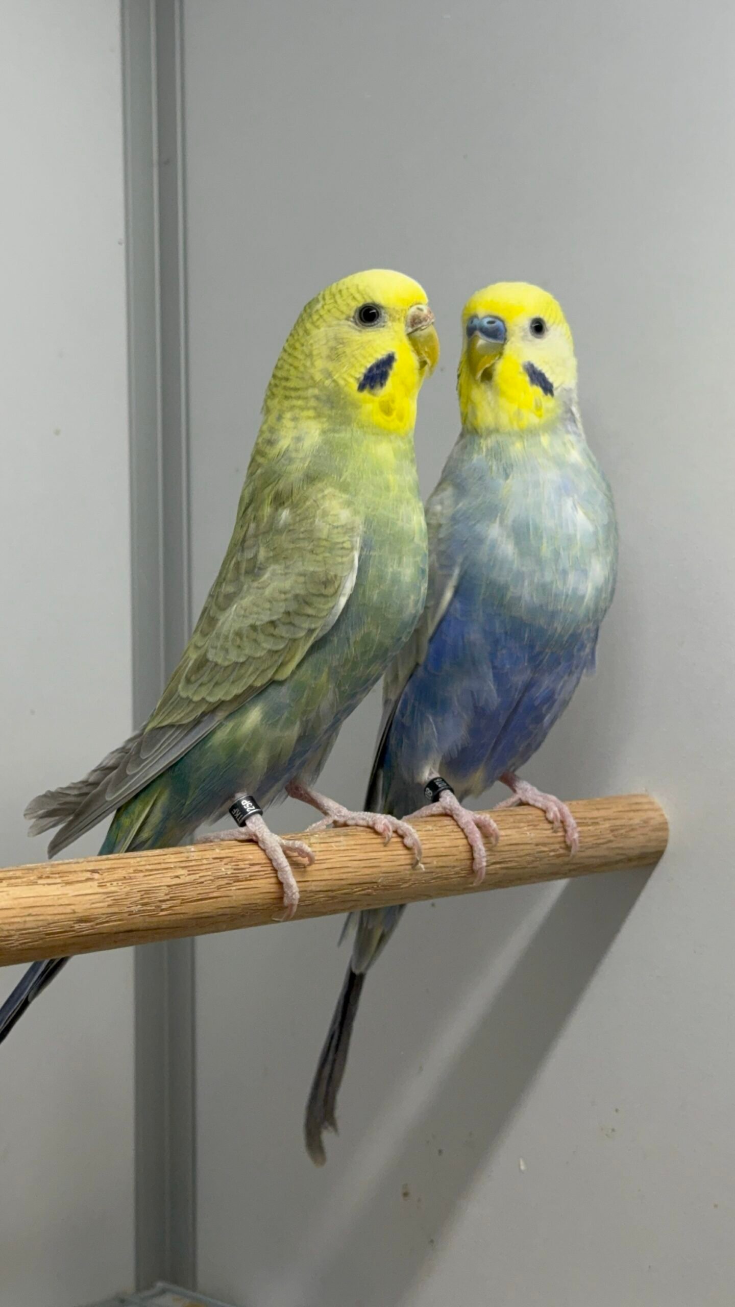 TAKIM - 3 Rainbow Rakım