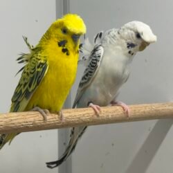 TAKIM - 4 Teksas Japones Takım