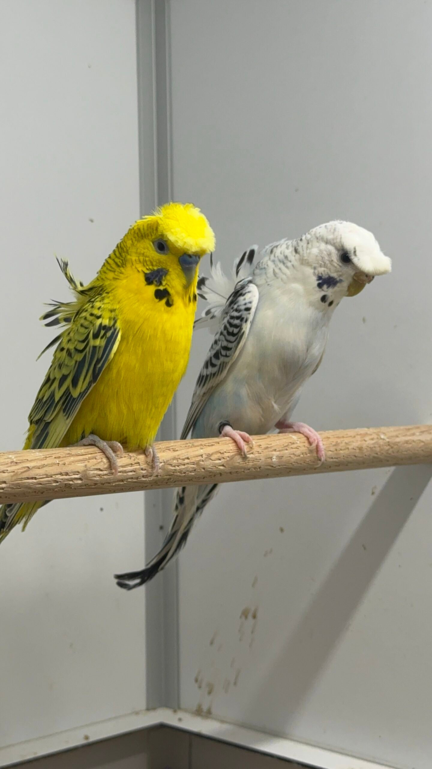 TAKIM - 4 Teksas Japones Takım