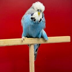 2,5 Aylık Normal Mavi Show Jumbo Erkek Muhabbet Kuşu