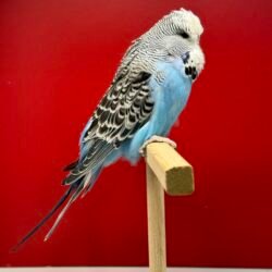 Alternative view of 2,5 Aylık Normal Mavi Show Jumbo Erkek Muhabbet Kuşu