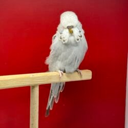 45 Günlük Tarçın Gri Dişi Show Jumbo Muhabbet Kuşu