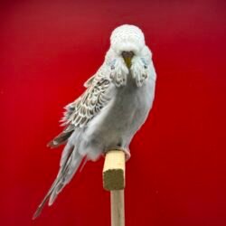 Alternative view of 45 Günlük Tarçın Gri Dişi Show Jumbo Muhabbet Kuşu