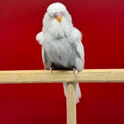 35 Günlük Gri Spangle Dişi Show Jumbo Muhabbet Kuşu