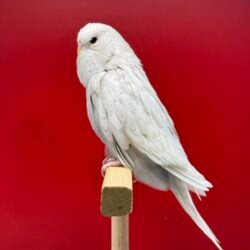 Alternative view of 35 Günlük Gri Spangle Dişi Show Jumbo Muhabbet Kuşu