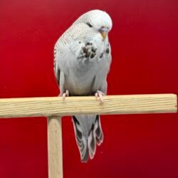 30 Günlük Tarçın Gri Show Jumbo Muhabbet Kuşu