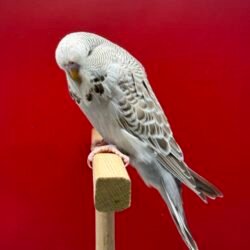 Alternative view of 30 Günlük Tarçın Gri Show Jumbo Muhabbet Kuşu